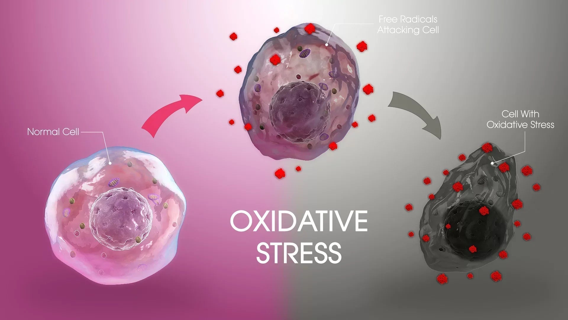 Illustration showing the progression from a healthy cell to a damaged cell due to oxidative stress, with red free radicals attacking and degrading cellular structures—highlighting the harmful impact of oxidative stress on aging and disease.