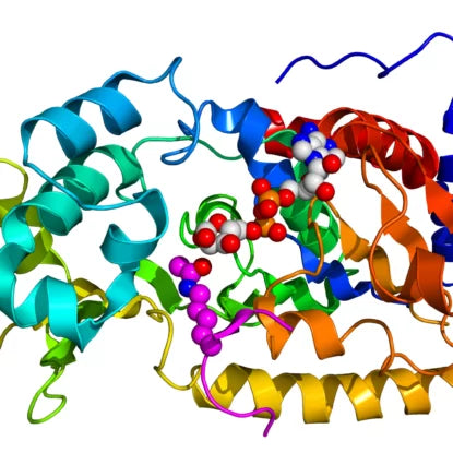 Colorful 3D molecular structure of a protein, representing SIRT7 enzyme—key in aging and DNA repair—highlighting how factors like caloric restriction, NAD+ boosters, and cellular stress might significantly increase its activity.