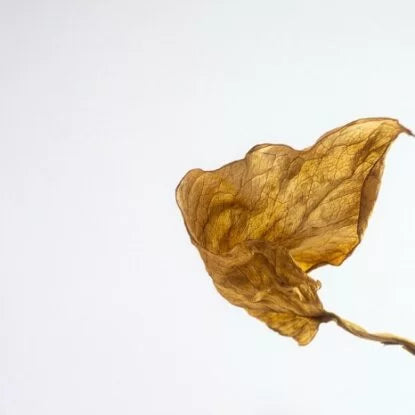 Close-up of a dry, curling leaf on a white background, symbolizing cellular damage and aging—potential outcomes of chronic inflammation linked to harmful lifestyle choices.