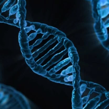 Close-up illustration of a DNA double helix, symbolizing gene expression and the molecular dynamics behind longevity genes and how their regulation affects the aging process.