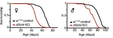 Survivorship of mice with low Sirtuin activity