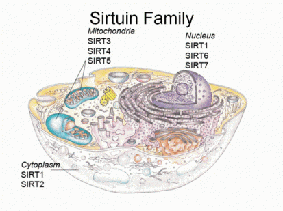 Sirtuin family and mitochondria