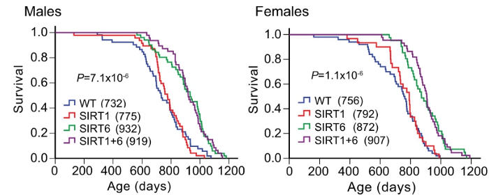 Mice without sirtuin activity and increased glucose levels