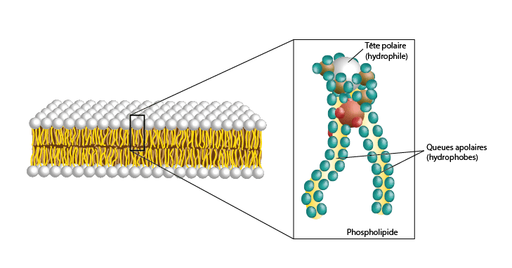 An image showing the structure of a liposome