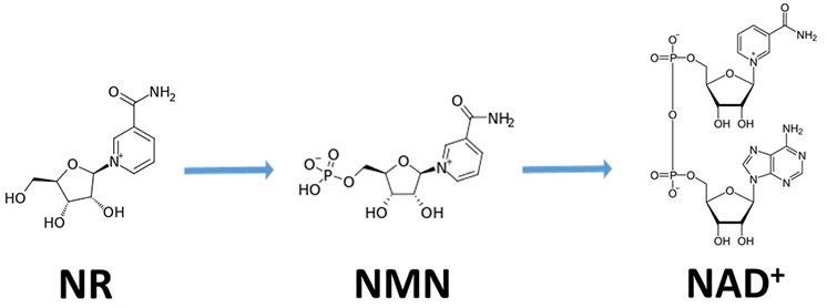 An image showing how NR turns to NMN and then NAD+