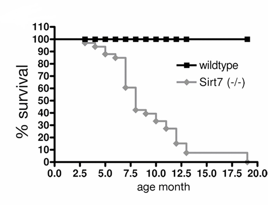 Sirtuin 7, SIRT7, Graph