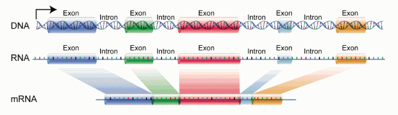 As another NGS method, this WES is designed to sequence the exome – the collection of all exons.