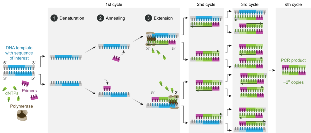 PCR testing. genetic or DNA testing