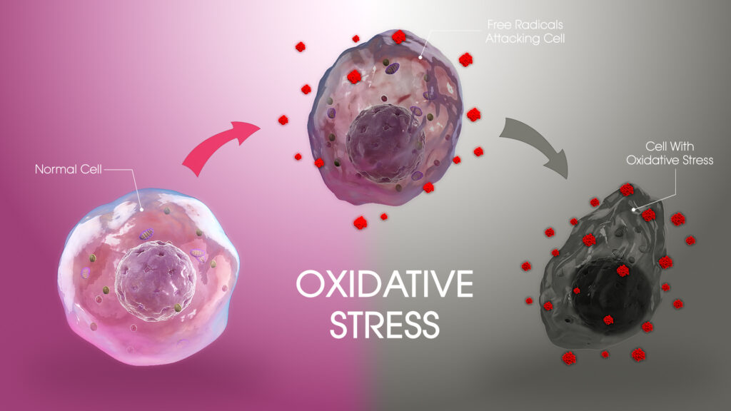 Oxidative stress, SIRT1, SIRT2. damaged cells, ROS 