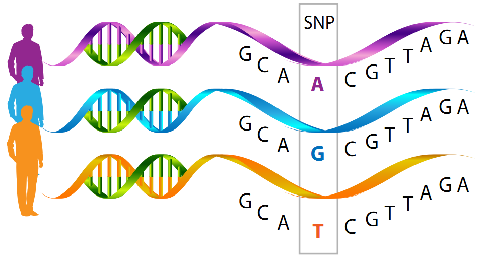 NP Microarray is the technology behind direct-to-consumer (DTC) or at-home genetic testing services that are now available in the market