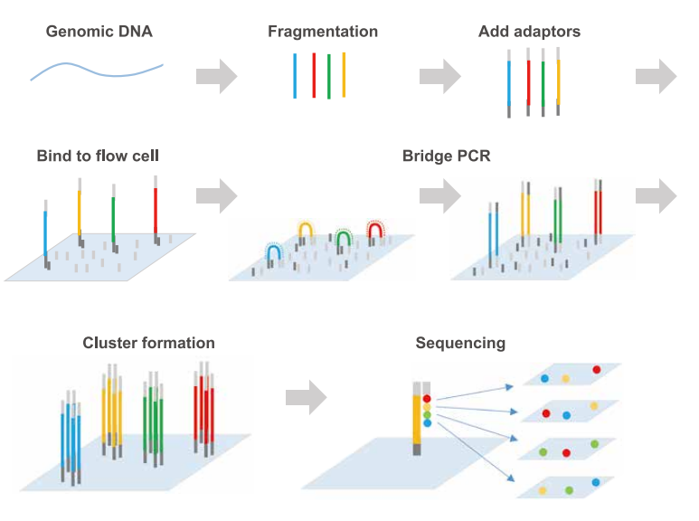  For sequencing small numbers of genes, Sanger Sequencing can be sufficient, but for a large number of desired targets, a Next-Generation Sequencing (NGS) panel containing hundreds to thousands of disease/trait-specific primers is needed to identify the sequences