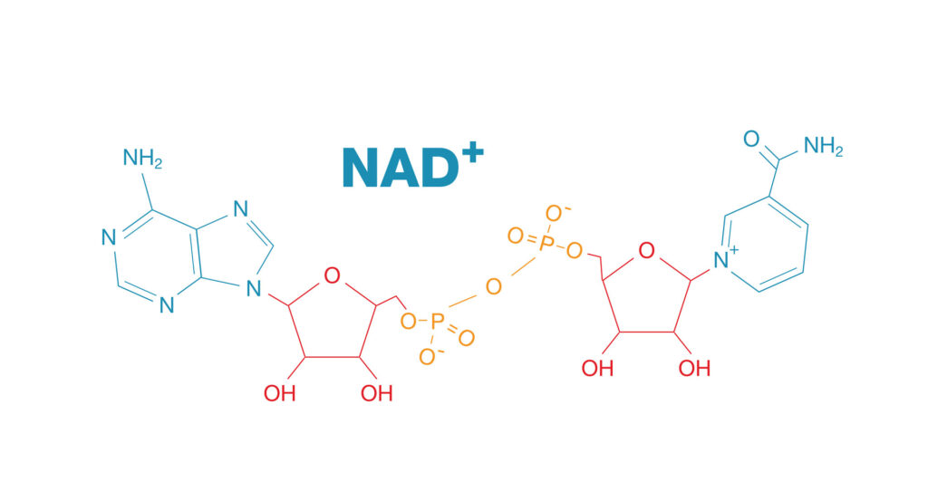 NAD+, NAD+ levels, the chemical structure of NAD
