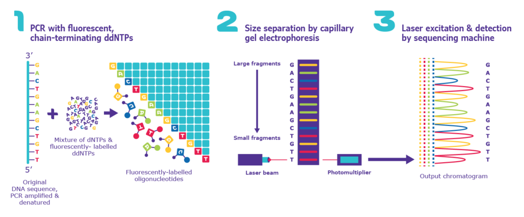 Three Basic Steps of Automated Sanger Sequencing. DNA or Genetic testing