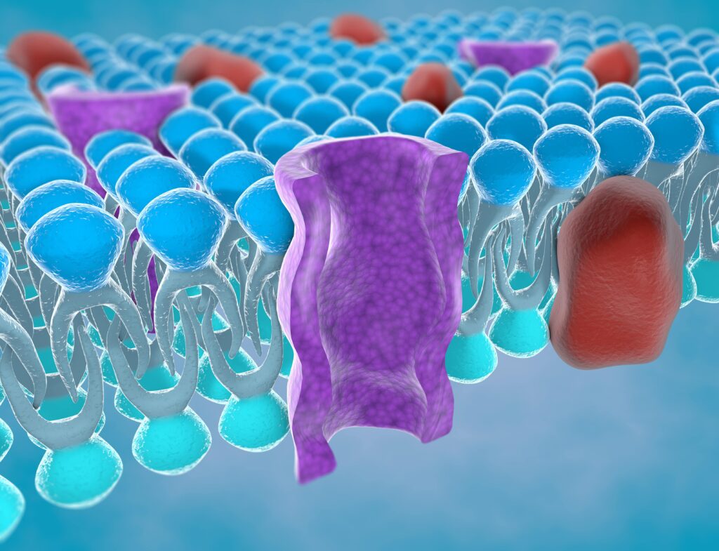 Bioavailability, NMN bioavailability