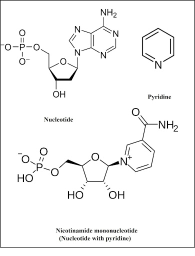 NMN structure Nicotinamide mononucleotide