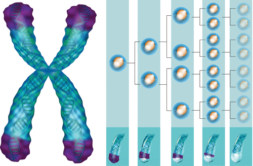 telomeres length and aging. Telomeres shorten with age 