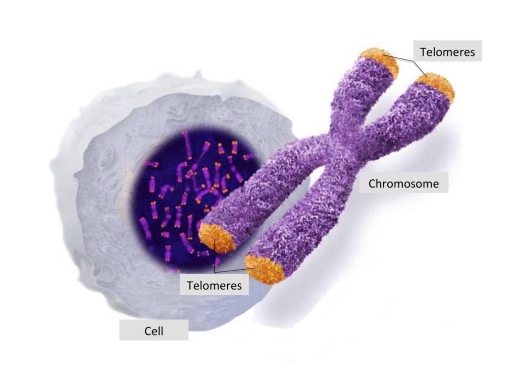 telomeres length and aging. Telomeres are DNA structures in the ends of chromosomes.