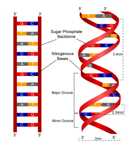 DNA structure, NMN (nicotinamide mononucleotide)