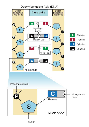 NMN structure, DNA, phosphate and sugar group