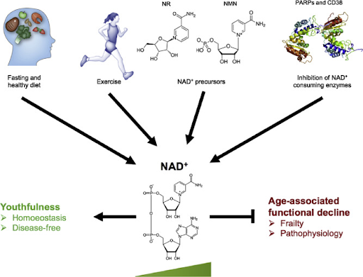 lifestyle and diet to maintain NAD+ levels high