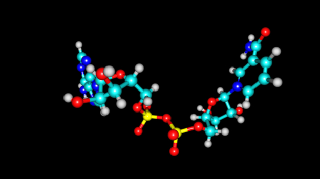 mitochondrial energy generation through NAD+