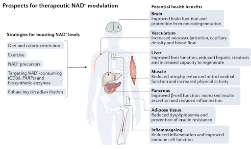 How to boost NAD+ levels