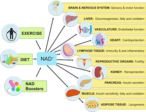 mitochondrial Energy generation by NAD+