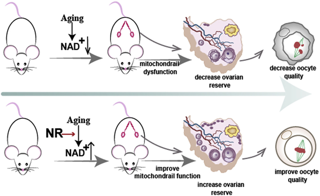 boosted NAD+ levels in old mice increase fertility