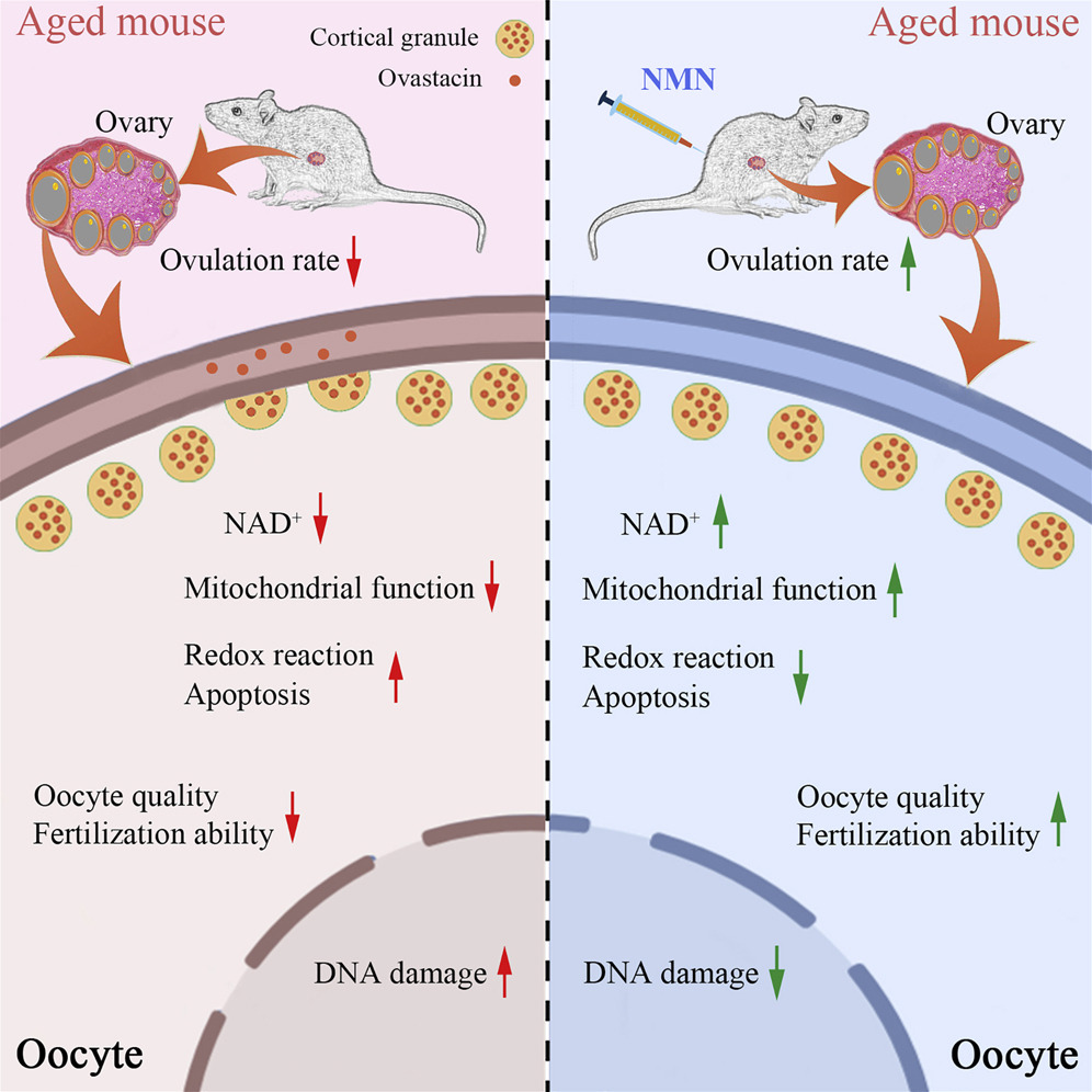 benefits of nmn supplements on fertility