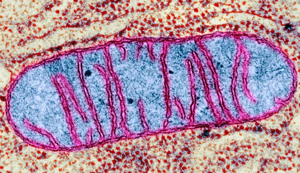 NAD+ and NADH difference and the role: cells