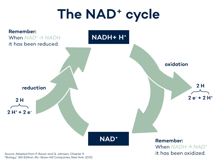 NAD+ and NADH