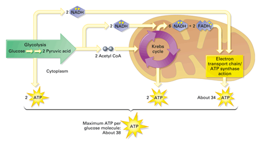 The conversion of NAD to NADH