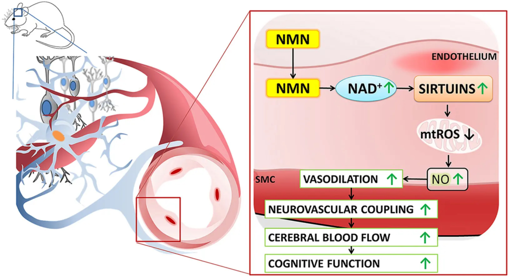 how nmn boosts nad+ levels
