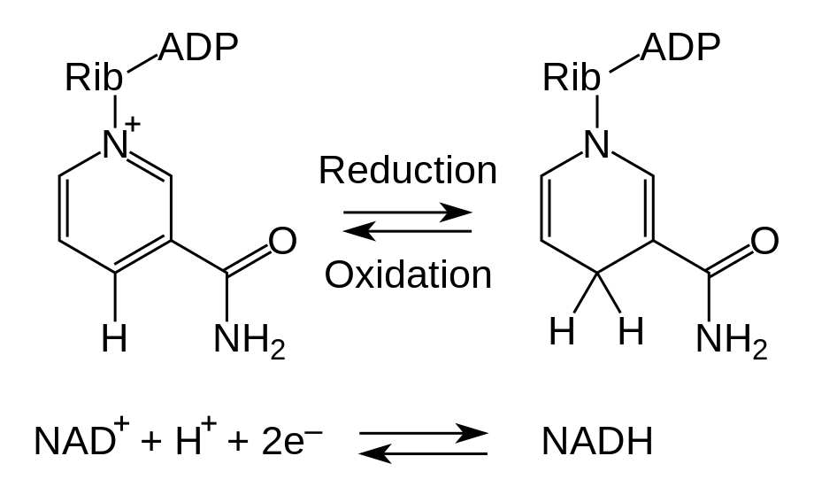 NAD and NADH: reduction and oxidation