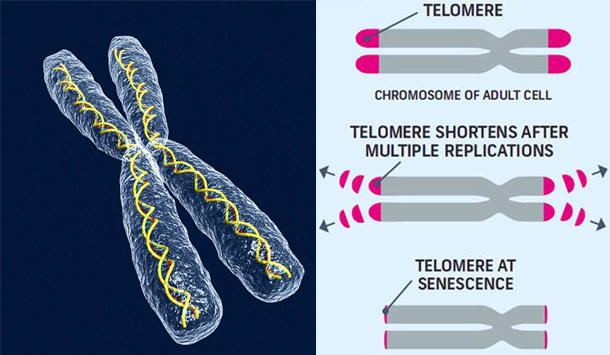 telomeres and chromosomes. Telomeres length shortens with age