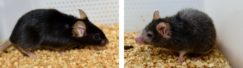 old mice grow young again in Sinclair's lab