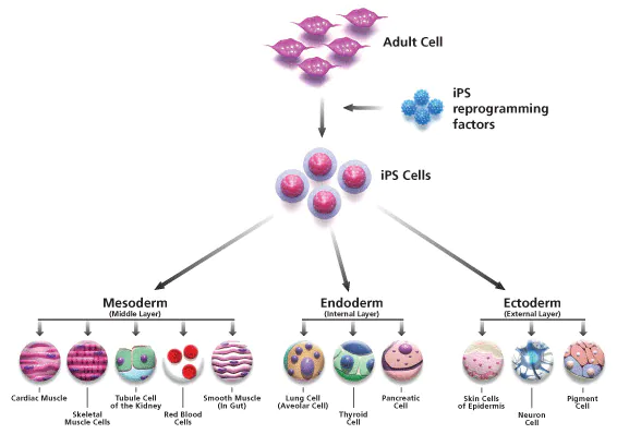 Yamanaka Factors, pluripotent stem cells
