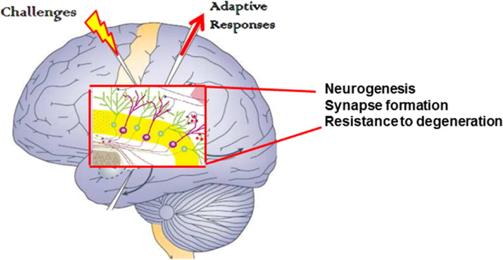 IF and Brain Function