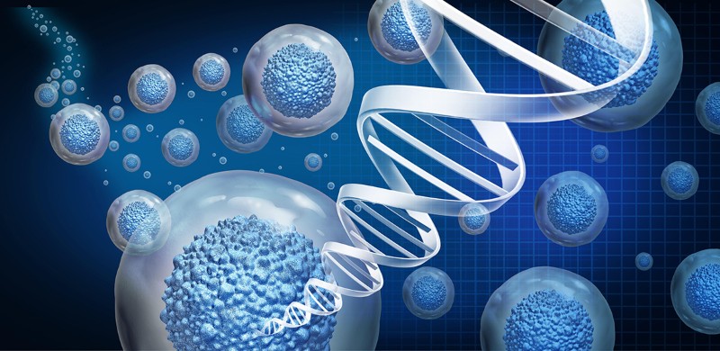 Yamanaka factors. rejuvenation of cells and aging