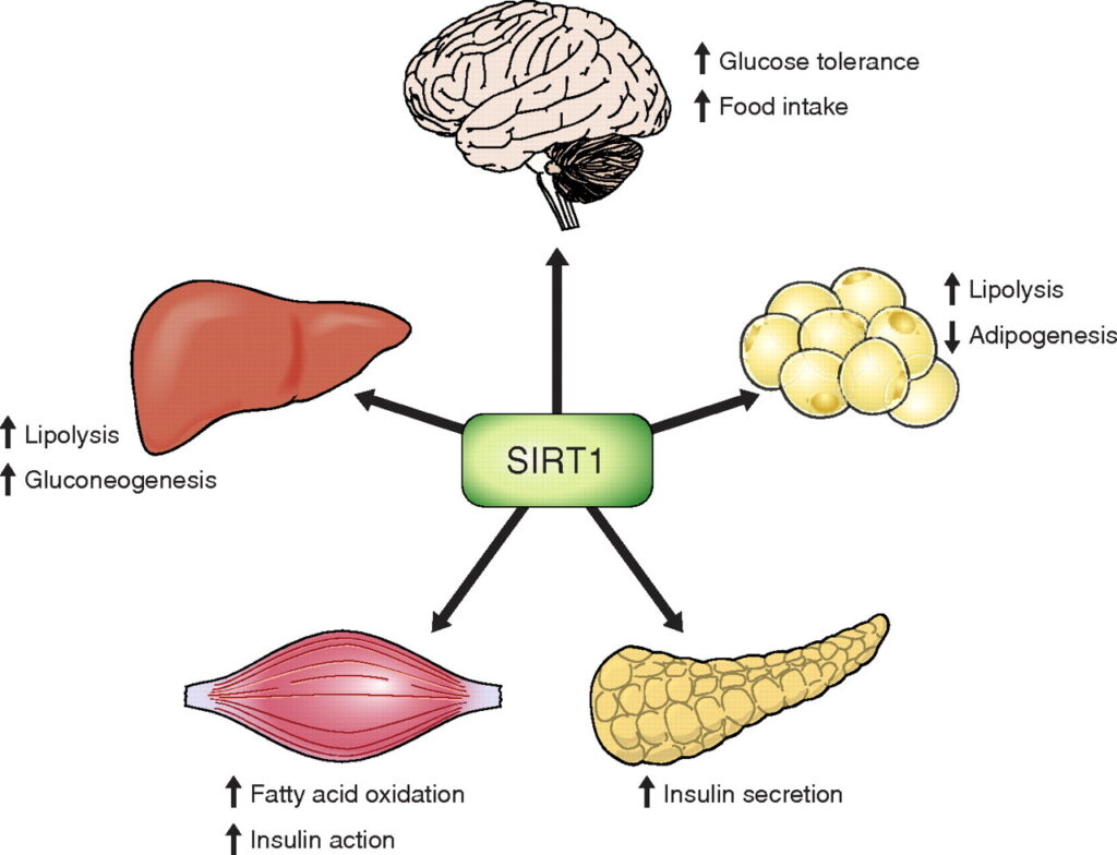 Sirt1 helps in metabolism and weight loss