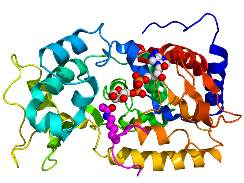 Sirtuins protein family activation and weight loss