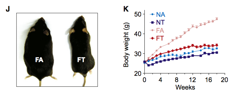 time restricted diet is beneficial for fat loss and weight loss, even without calorie restriction