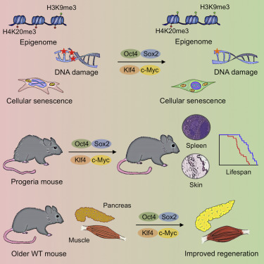 treatment with Yamanaka factors restores the epigenome 