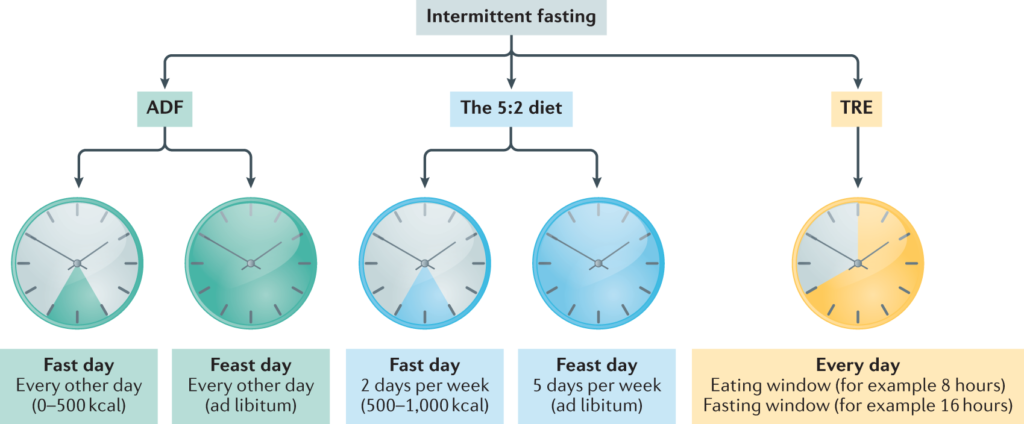 Intermittent fasting protocols. fast and eatinf days