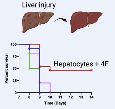 partial regeneration enhances liver function regeneration