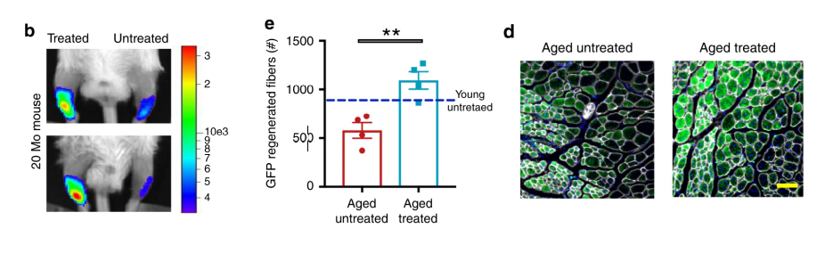 Yamanaka factors partial cellular reprogramming restore aged muscular stem cells’ 