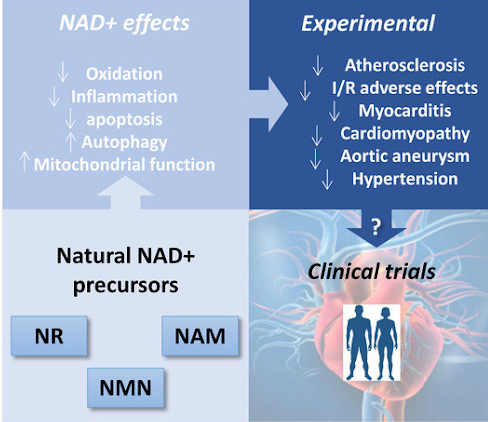 NAD+ clinical studies and effects on health and aging
