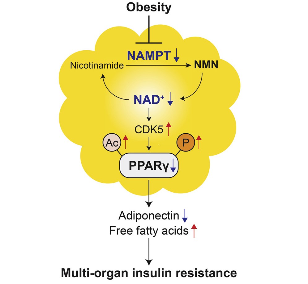 nmn and diabetes, NMN and insulin resistance and sensitivity