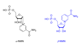 beta nmn and nmn