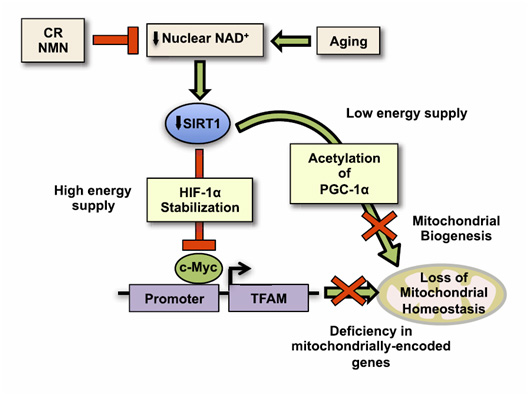 effects of beta nmn